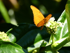 Dryas iulia