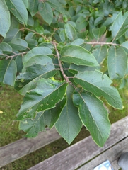 Diospyros