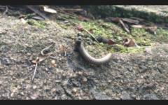 Diplopoda