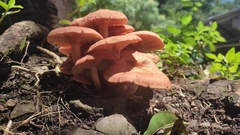 Desarmillaria caespitosa
