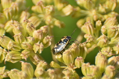 Eurydema oleracea