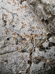 Acanthomyops