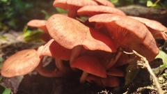 Desarmillaria caespitosa