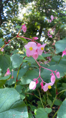 Begonia grandis