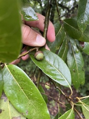 Quercus imbricaria