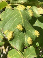 Aceria erinea