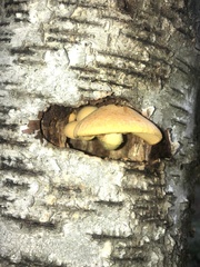 Gymnopilus luteus