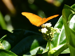 Dryas iulia