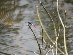 Planiplax erythropyga