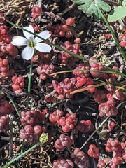Sedum brevifolium