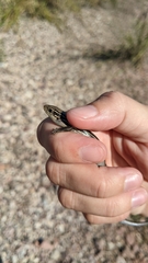 Plestiodon septentrionalis