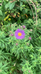 Symphyotrichum novae-angliae