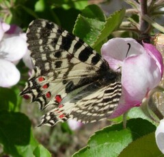 Zerynthia deyrollei
