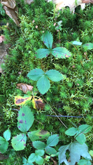 Fragaria virginiana