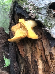 Gymnopilus luteus