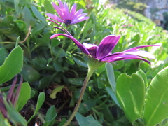 Dimorphotheca