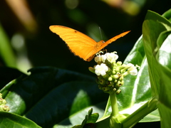 Dryas iulia