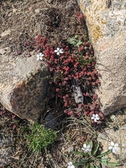 Sedum brevifolium