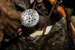 Strobilomyces