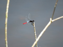 Planiplax erythropyga