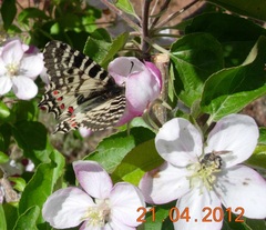 Zerynthia deyrollei