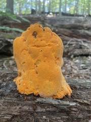 Aurantiporus croceus