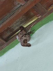 Boa constrictor constrictor