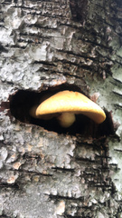 Gymnopilus luteus