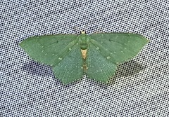 Chloropteryx nordicaria