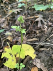 Sanicula canadensis