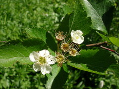 Crataegus douglasii