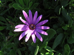 Dimorphotheca