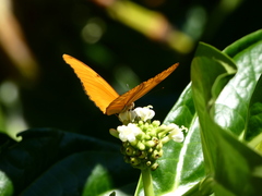 Dryas iulia