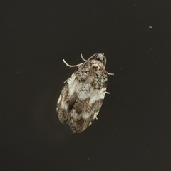 Acleris gloveranus