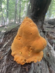 Aurantiporus croceus