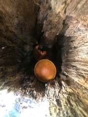 Gymnopilus luteus