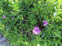 Dimorphotheca