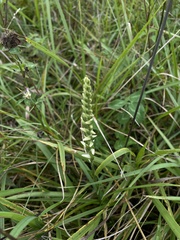 Spiranthes magnicamporum