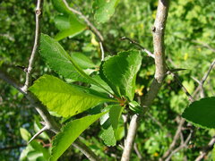 Crataegus douglasii