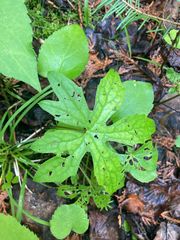 Petasites frigidus