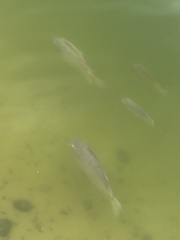 Oreochromis