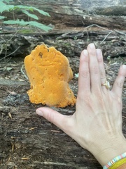 Aurantiporus croceus