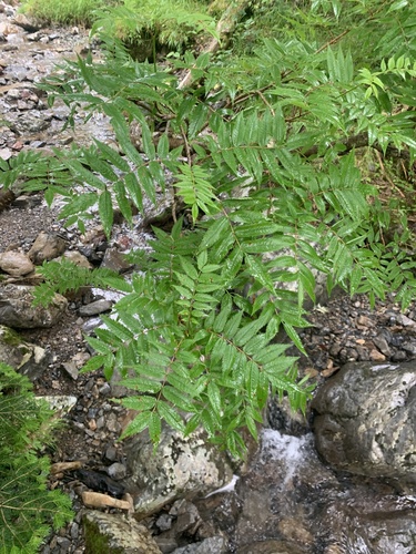 Japanese rowan (Sorbus commixta)