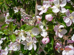 Zerynthia deyrollei