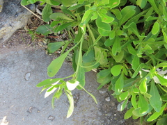 Dimorphotheca