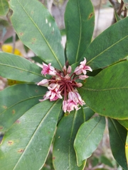 Pittosporum