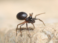 Linyphiidae