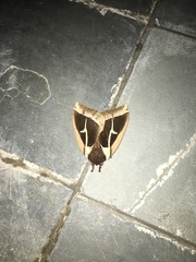 Dirphiopsis multicolor