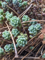 Sedum dasyphyllum