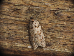 Acleris gloveranus